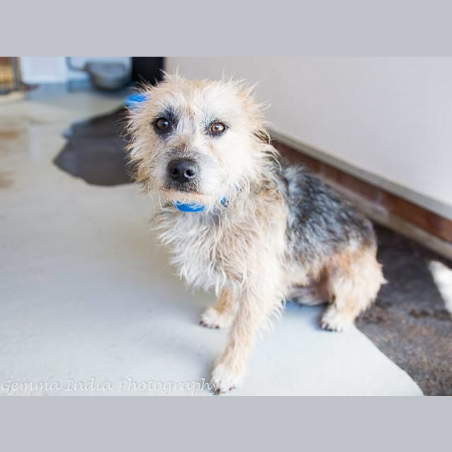 Photo of Milo (3749)