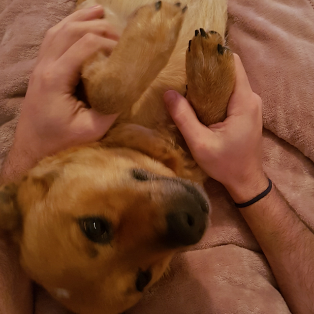 Photo of Maggie ~ Cattle Dog X (On Trial 18/9/17)