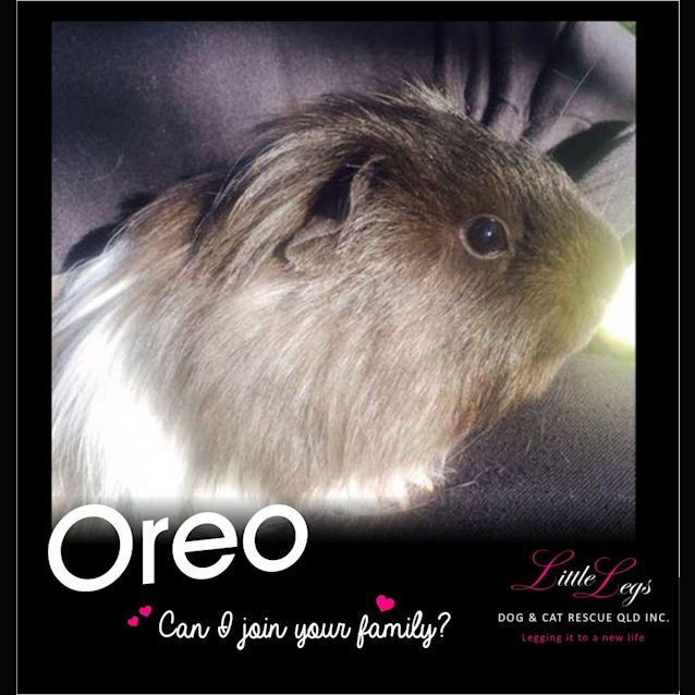 Photo of Oreo