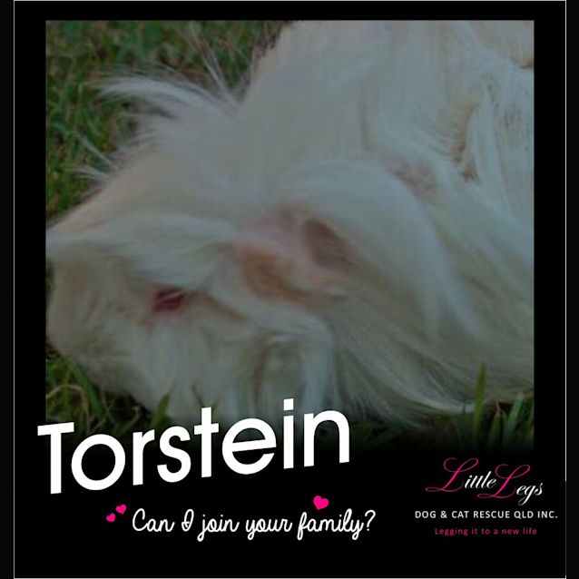 Photo of Torstein