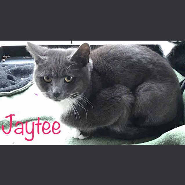 Photo of Jaytee 