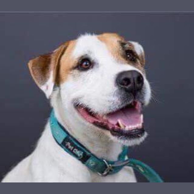 Photo of Frenzal