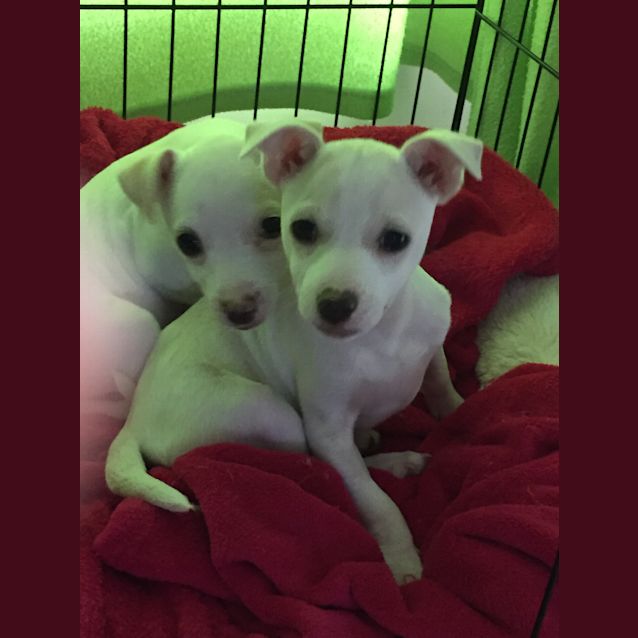 Photo of Spud (Not Accepting Any More Applications)