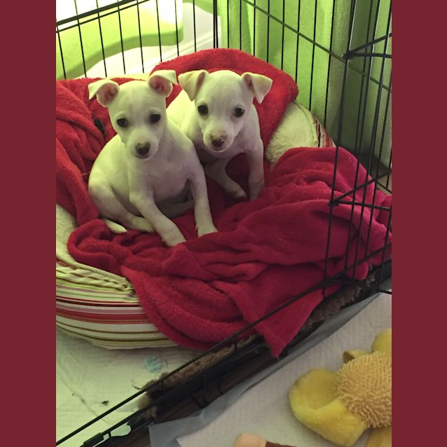 Photo of Spud (Not Accepting Any More Applications)