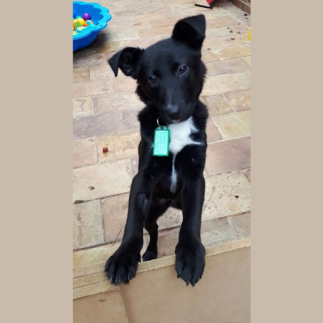 Photo of Bebe **Adopted**