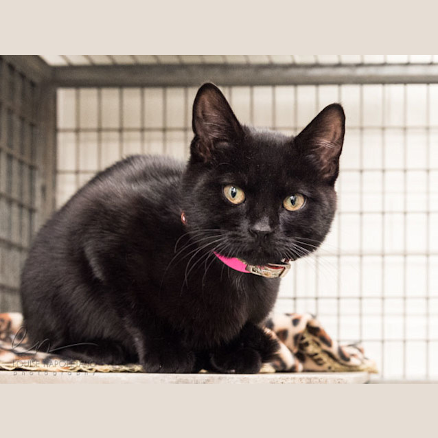 Photo of Shadow (3769)