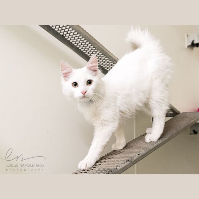 Photo of Snowball (3784)