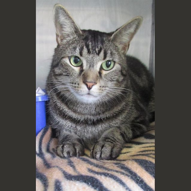 Photo of Tazz