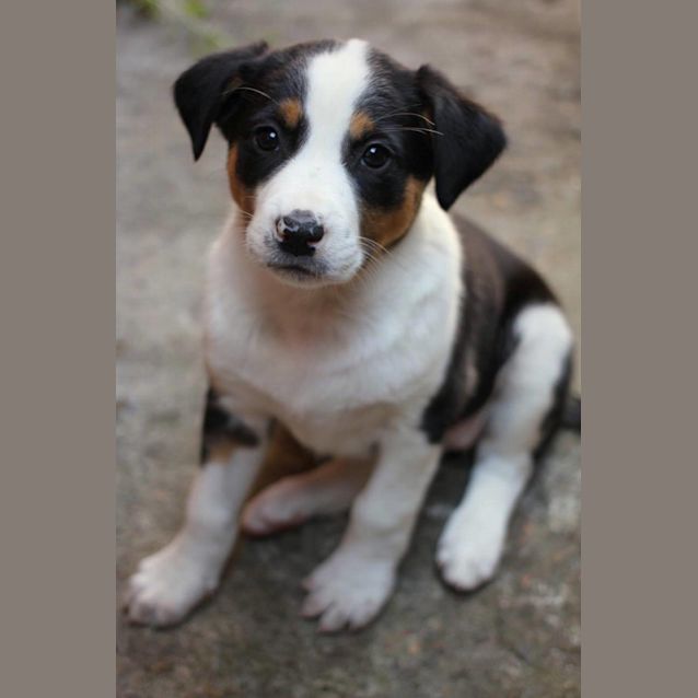 Photo of Piper