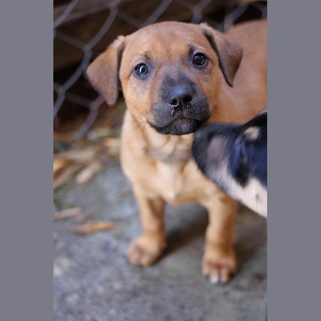 Photo of Nala