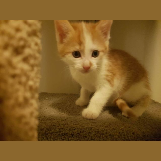 Photo of Rebel
