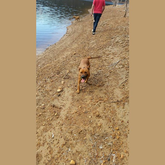 Photo of Spritely ... Cat, Dog And Child Friendly
