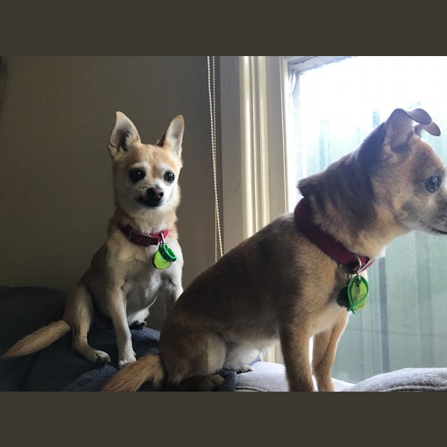 Photo of Pip & Jacky