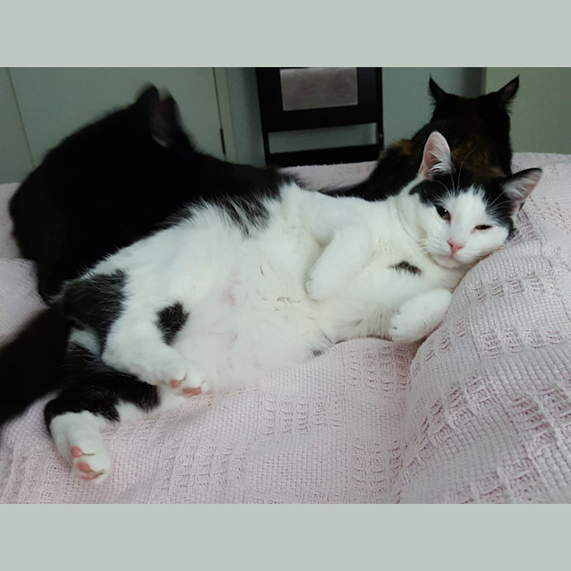 Photo of Maui **2nd Chance Cat Rescue**