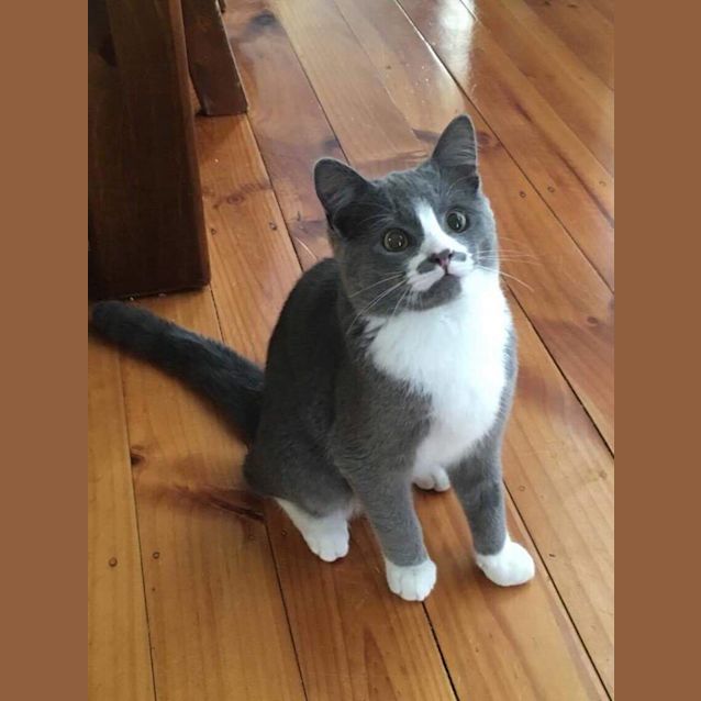 Photo of Merv