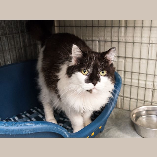 Photo of Oriele (3692)