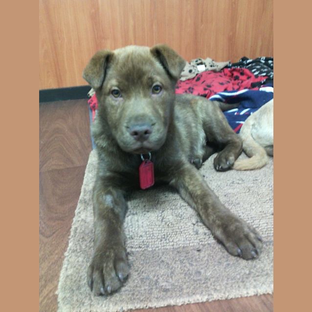 Photo of Moose