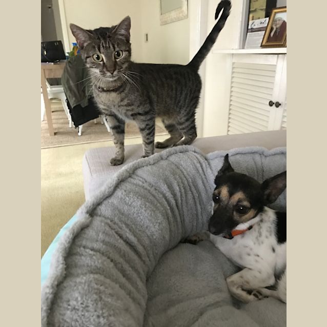 Photo of Tabby Abby