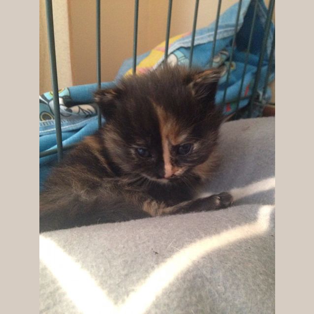 Photo of Isabelle