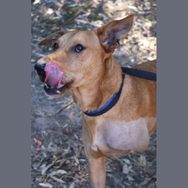 Photo of Buster