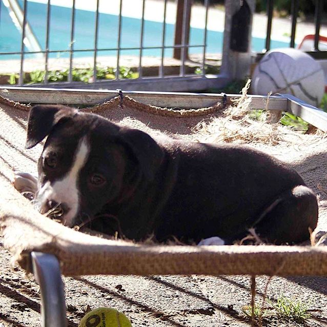 Photo of Sabre ~ Gorgeous Staffy X Puppy (On Trial 24/9/17)