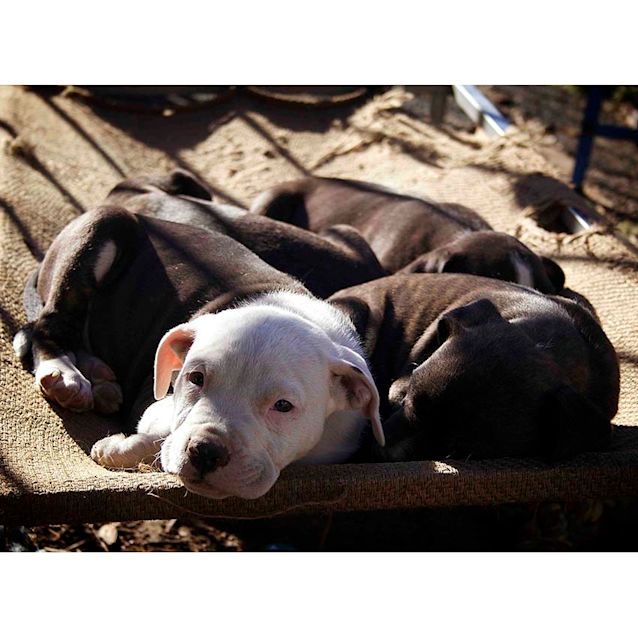 Photo of Mj ~ Sweet Staffy X Puppy (On Trial 24/9/17)