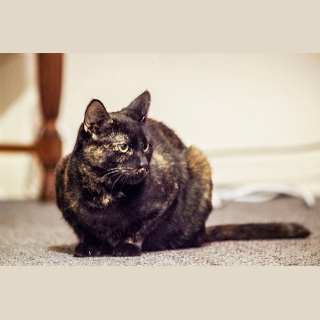Photo of Sadie