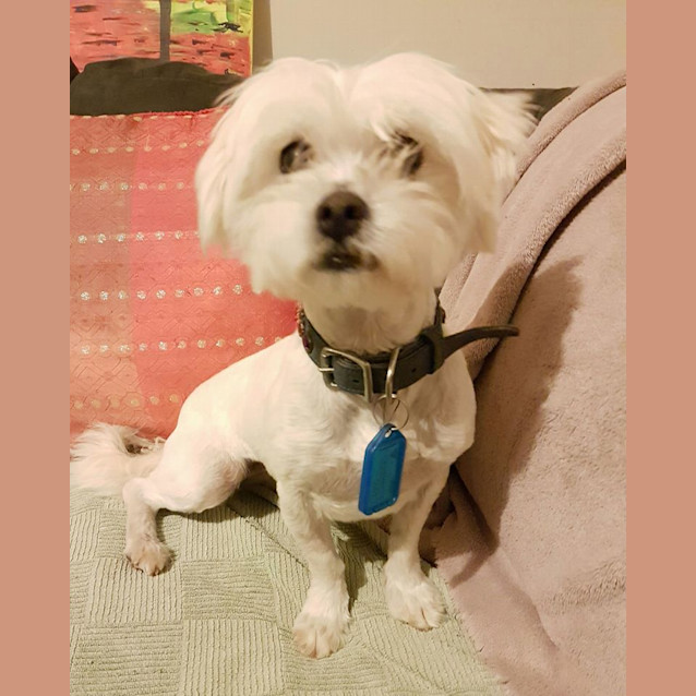Photo of Nova