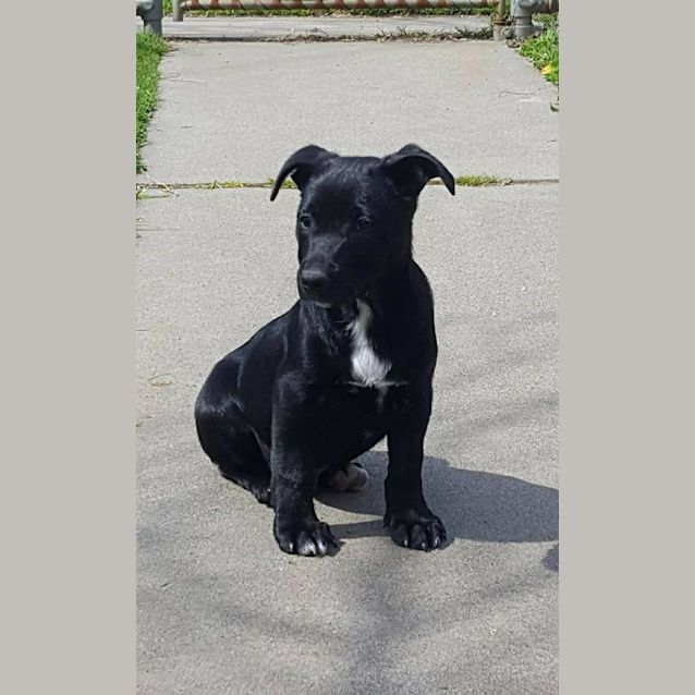 Photo of Black Jack (Bj)