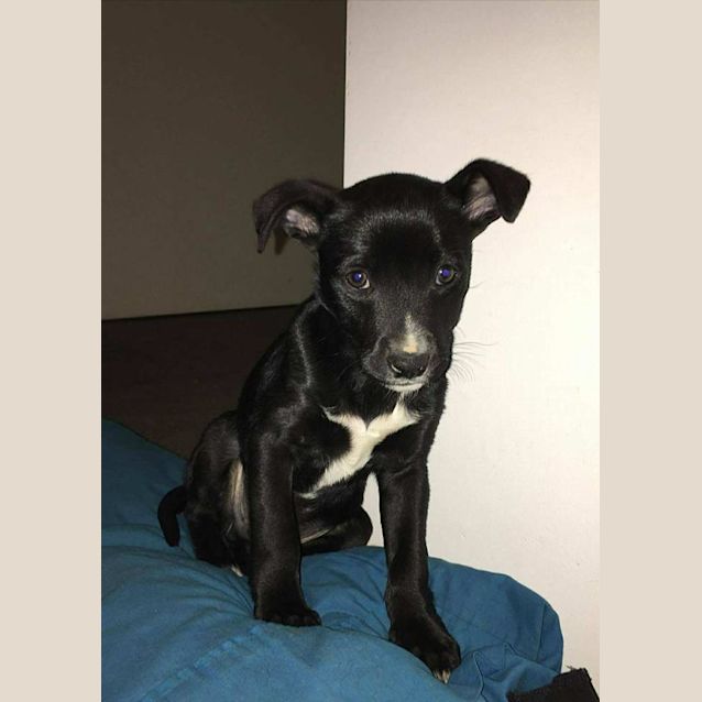 Photo of "Peanut"