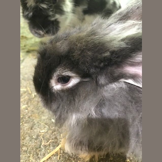 Photo of Artemis “Arty” & D’artagnan