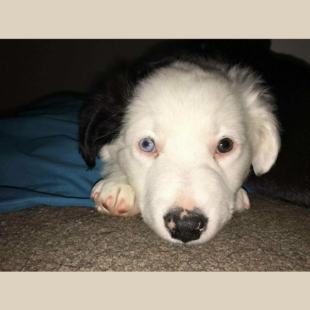 Photo of "Beano"