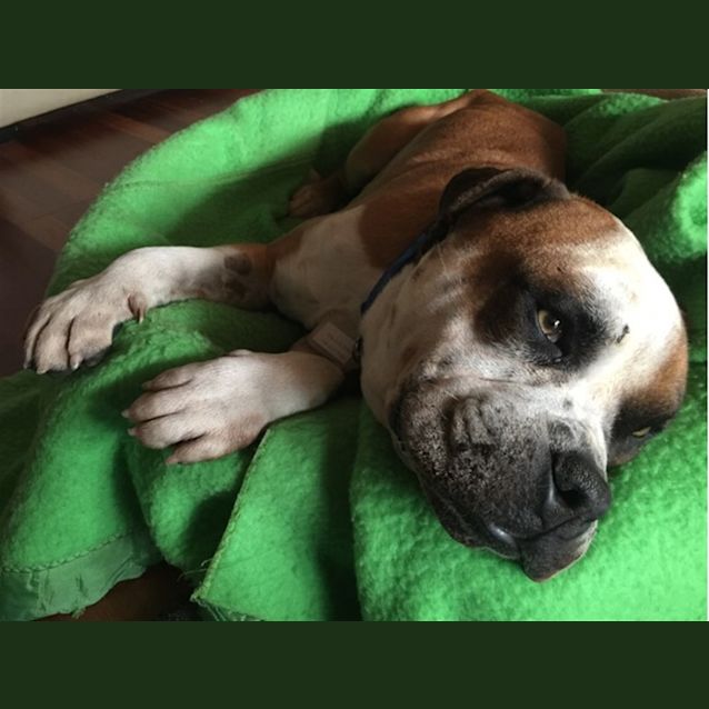 Photo of Buddy
