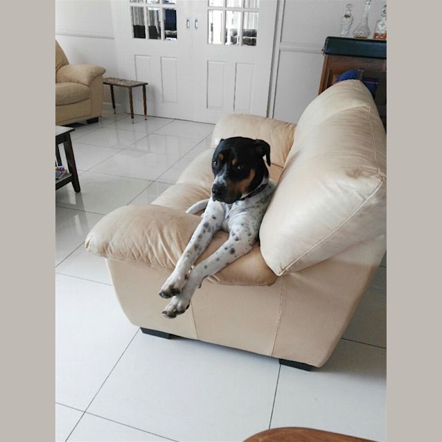 Photo of Spot