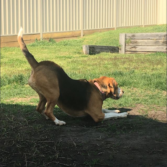 Photo of Bonnie