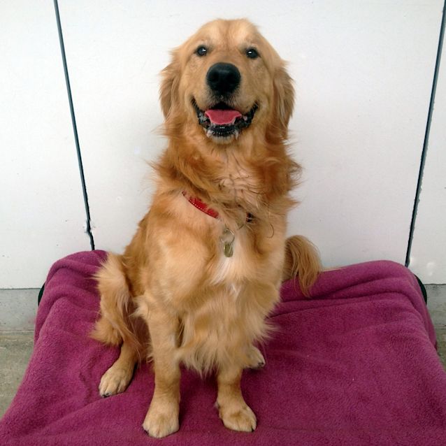 Photo of Marley