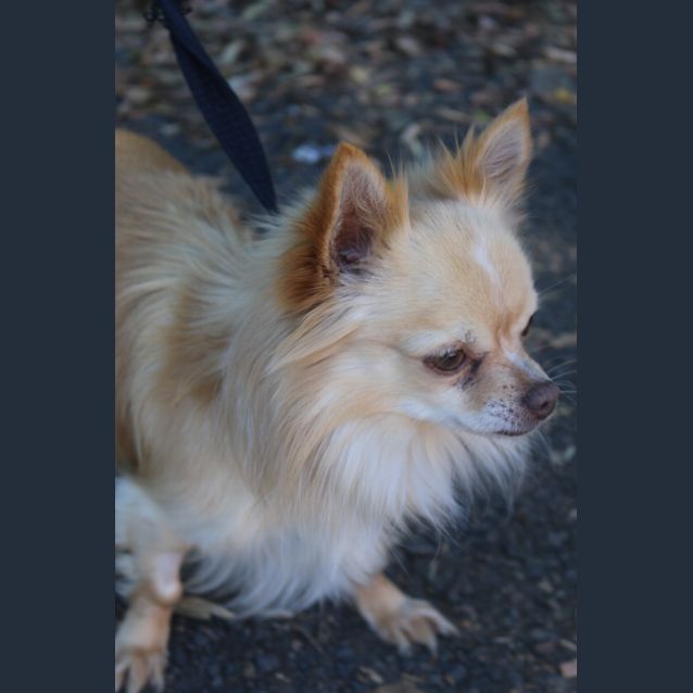 Photo of Chi Chi