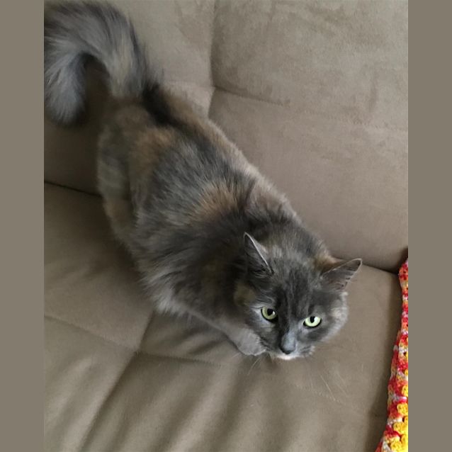 Photo of Apricot