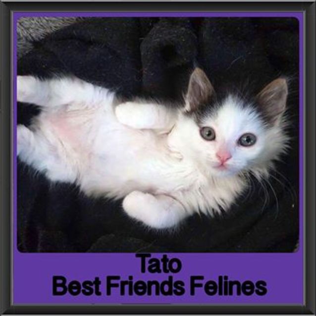Photo of Tato