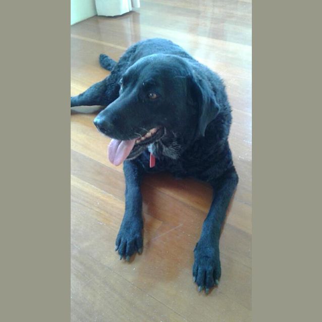 Photo of Lola
