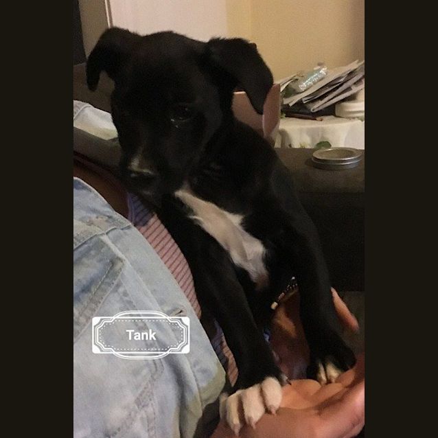 Photo of "Tank"