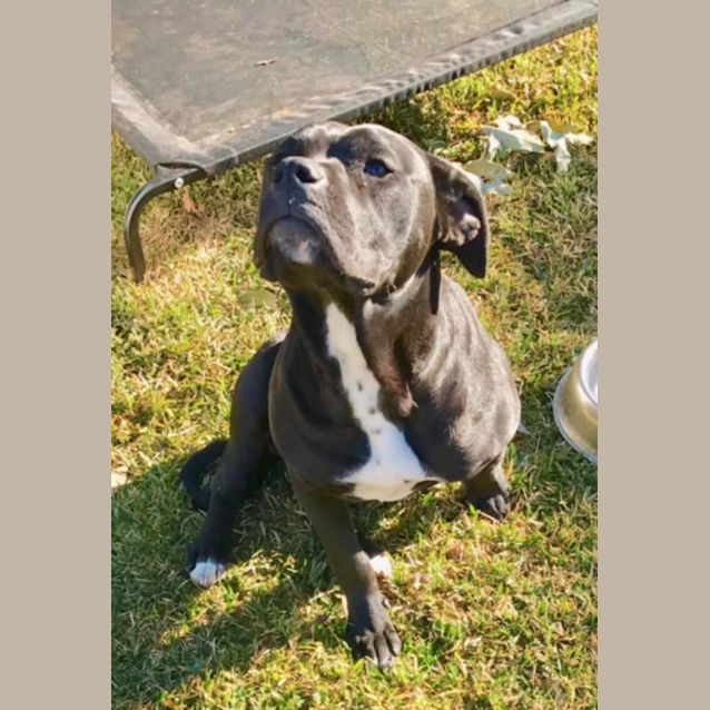 Photo of Coco (On Adoption Trial)