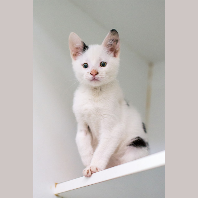 Photo of Kodi