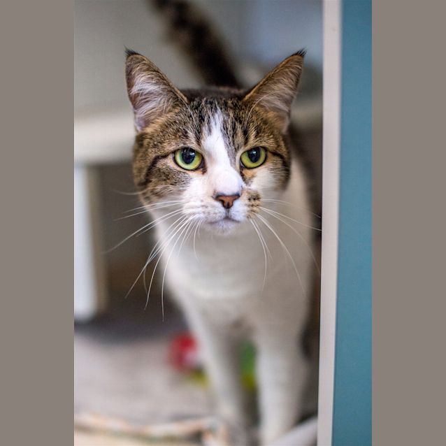 Photo of Tetra