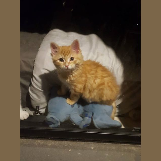 Photo of Taco