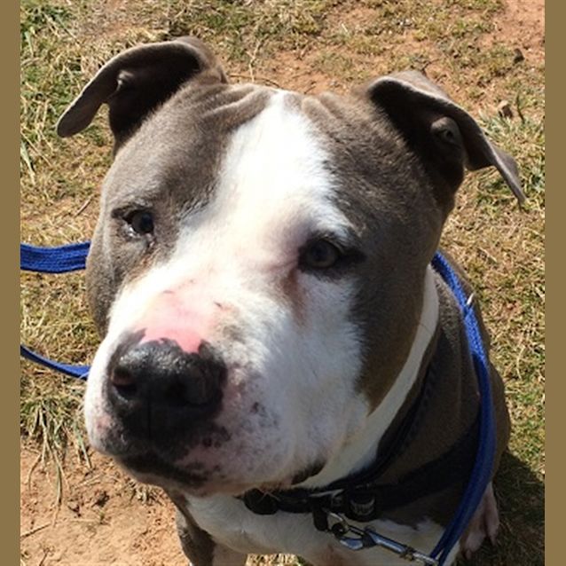 Photo of Bullet