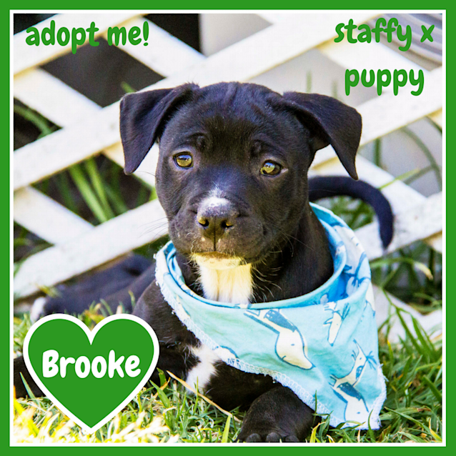 Photo of Brooke ~ Happy Staffy X  Puppy (On Trial 29/9/17)