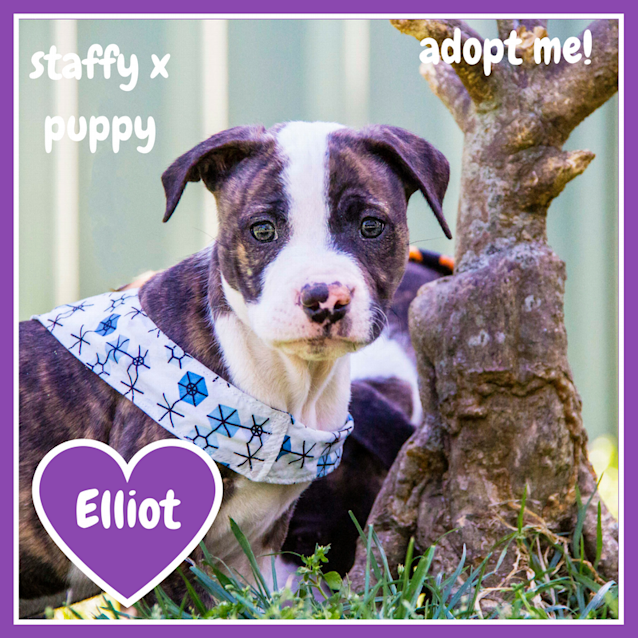 Photo of Elliot ~ Sweet Staffy X Puppy (On Trial 23/10/17)