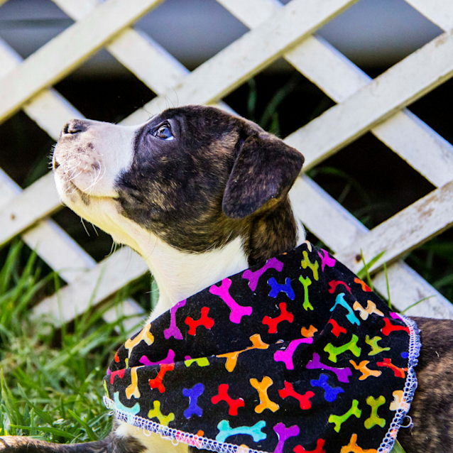 Photo of Maddison ~ Sweet Staffy X Puppy (On Trial 7/10/17)