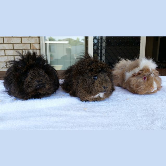 Photo of Ed, Ned And Ted